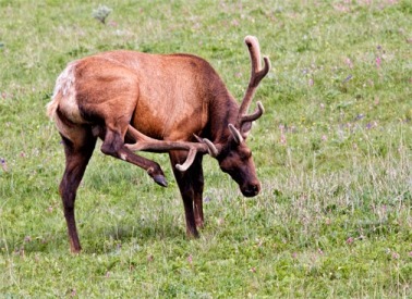blacktaildeer plat elk