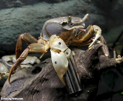 mafia-crab-with-a-gun-and-bullets-34795