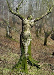 oak-woman