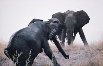 marauding-elephants