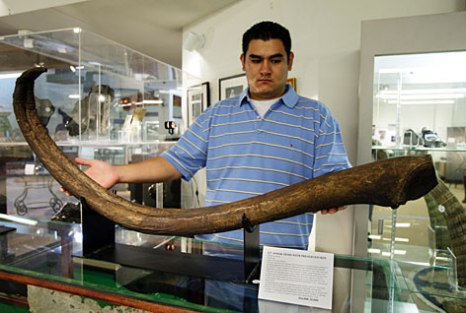 rosmer-the-largest-ever-penis-bone-2